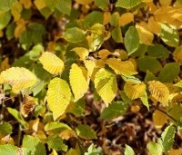 Carpinus betulus - Haagbeuk - 5