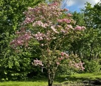 Cornus florida 'Rubra' - Amerikaanse Kornoelje - 1