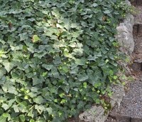 Hedera hibernica - Klimop hibernica - als bodembedekker toegepast.