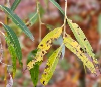 Salix sepulcralis 'Chrysocoma' - Treurwilg - 4