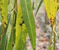 Salix sepulcralis 'Chrysocoma' - Treurwilg - herfst