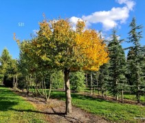 Carpinus betulus dakvorm