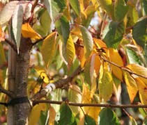 Prunus Yedoensis herfst