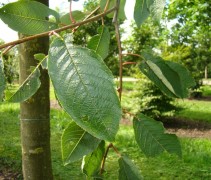 blad Prunus padus ‘Watereri’