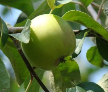 Malus domestica 'Roter Gravensteiner'