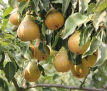 Pyrus communis 'Gieser Wildeman'