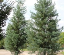 Sequioadendron giganteum 'Powder Blue'