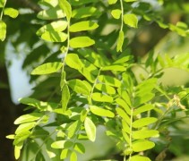 Gleditsia triacanthos ‘Skyline’ licht blad