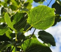 Tilia x flavescens 'Glenleven' - Linde - 2
