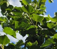 Tilia x flavescens 'Glenleven' - Linde - 1