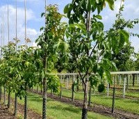 Juglans regia 'Axel' - Walnoot 'Axel' - 1
