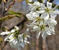Amelanchier laevis 'Ballerina' - Krentenboompje 'Ballerina' - 2