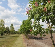 Aesculus x carnea 'Briotii' meerstammig