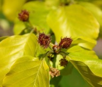 Fagus sylvatica 'Zlatia'