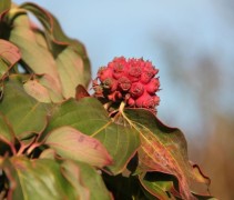 Cornus Schmetterling vrucht