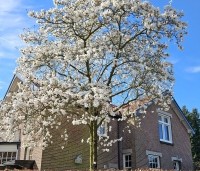 Magnolia Kobus - Beverboom - 4