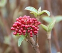 Viburnum carlesii 'Aurora' - Koreaanse Sneeuwbal 'Aurora' - 1