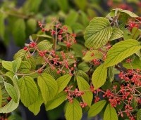 Viburnum plicatum 'Mariesii' - Japanse Sneeuwbal 'Mariesii' - 2