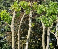 Platanus hispanica - Plataan - 6