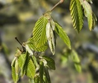 Carpinus betulus - Haagbeuk - jong uitlopend blad eind maart