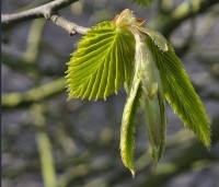 Carpinus betulus - Haagbeuk - 3