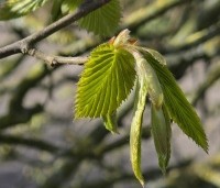 Carpinus betulus - Haagbeuk - 4