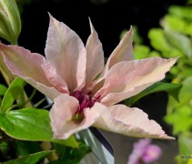 Clematis 'pink fantasy'