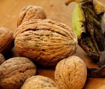 Juglans regia 'Lange van Lod'