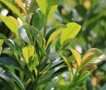 Prunus Etna jong blad