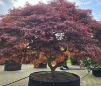 Acer palmatum 'Garnet' - Japanse esdoorn 'Garnet' - 1