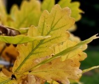 Quercus robur 'Fastigiata' - Zomereik - herfst