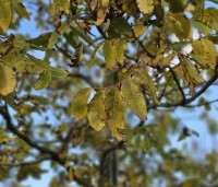 Carya illinoinensis - Pecannoot - 1