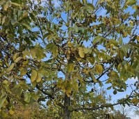 Carya illinoinensis - Pecannoot - 2