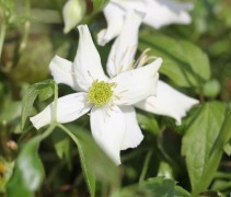 Clematis montana 'Grandiflora' met witte bloemen