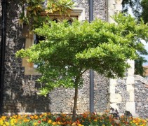 Magnolia Stellata boom in bloemenbed
