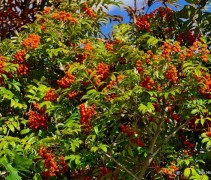 Sorbus Fireball
