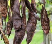 Cercis siliquastrum - Judasboom - 1