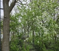 Prunus padus - Europese vogelkers - 3