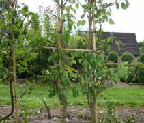 Pyrus communis 'Conference'
