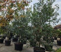 Ilex 'Nellie R. Stevens' - Amerikaanse hulst - beveerde boom struiken