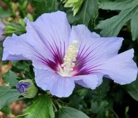 Hibiscus syriacus 'Marina' - Altheastruik  ‘Marina' - 1