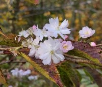 Prunus x subhirtella 'Autumnalis Rosea' - Winterkers - 3
