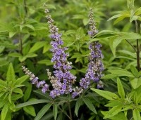 Vitex agnus-castus - Monnikenpeper - 1