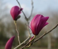 Magnolia 'Spectrum' - Magnolia 'Spectrum' - 23 maart 2026