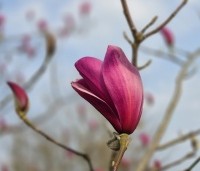 Magnolia 'Spectrum' - Magnolia 'Spectrum' - 3
