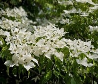 Cornus kousa 'Milky Way' - Japanse grootbloemige Kornoelje - 4
