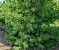 Pinus strobus - Weymouthden - 3