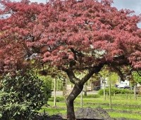 Acer palmatum 'Garnet' - Japanse esdoorn 'Garnet' - 2