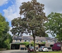 Acer pseudoplatanus 'Atropurpureum' - gewone roodbladige esdoorn - 4