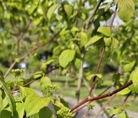 Cornus sanguinea - Rode kornoelje - 1